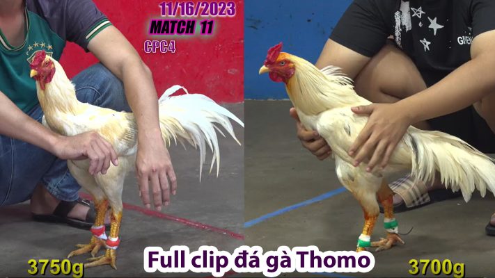 CPC4- TRẬN 11 | đá gà Thomo | 11/16/2023