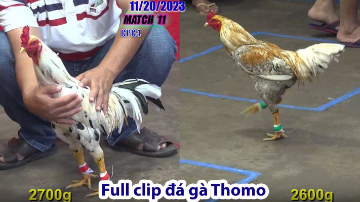 CPC4- TRẬN 11 | đá gà Thomo | 11/20/2023