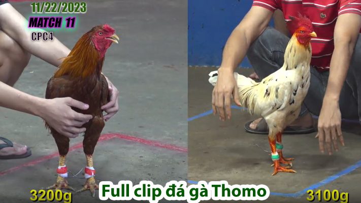 CPC4- TRẬN 11 | đá gà Thomo | 11/22/2023