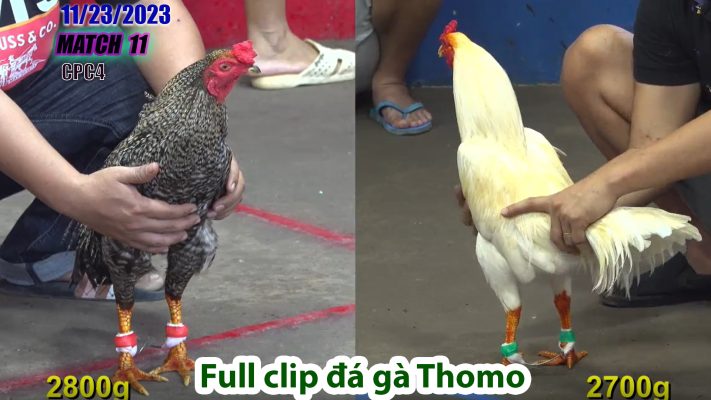 CPC4- TRẬN 11 | đá gà Thomo | 11/23/2023