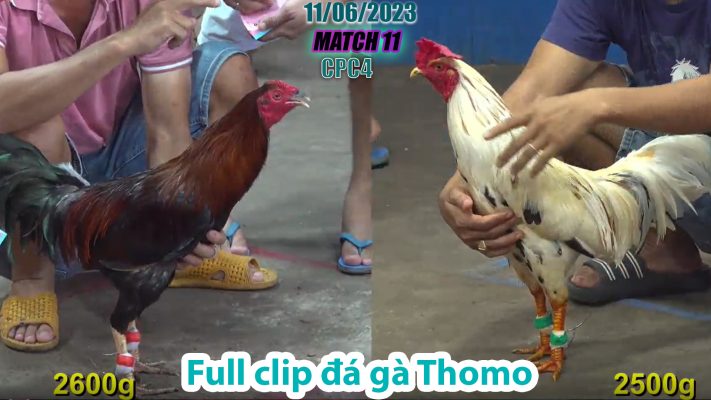 CPC4- TRẬN 11 | đá gà Thomo | 11/06/2023