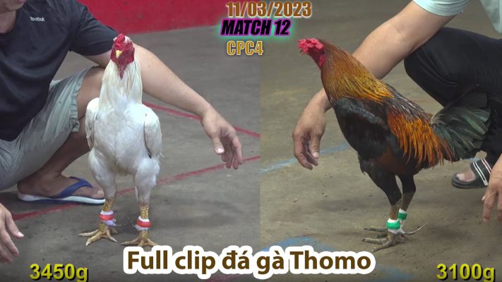 CPC4- TRẬN 12 | đá gà Thomo | 11/03/2023