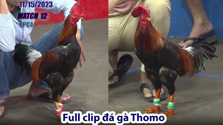 CPC4- TRẬN 12 | đá gà Thomo | 11/15/2023