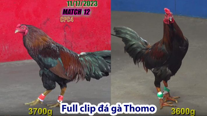 CPC4- TRẬN 12 | đá gà Thomo | 11/17/2023