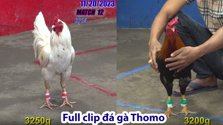 CPC4- TRẬN 12 | đá gà Thomo | 11/20/2023