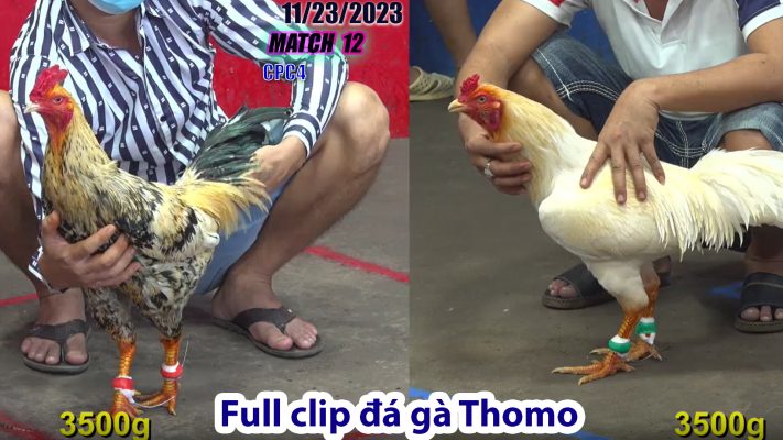 CPC4- TRẬN 12 | đá gà Thomo | 11/23/2023