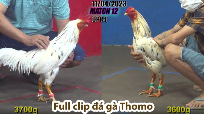 CPC4- TRẬN 12 | đá gà Thomo | 11/04/2023