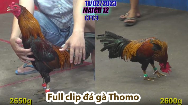 CPC4- TRẬN 12 | đá gà Thomo | 11/02/2023