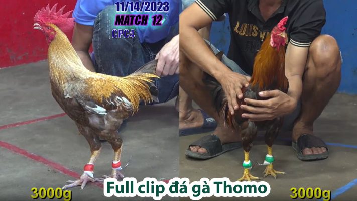 CPC4- TRẬN 12 | đá gà Thomo | 11/14/2023