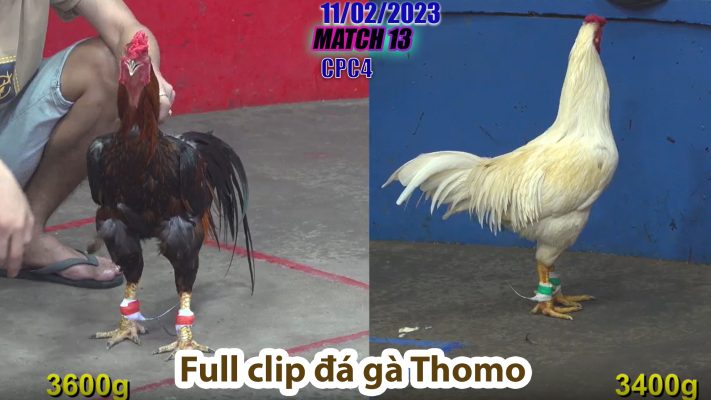 CPC4- TRẬN 13 | đá gà Thomo | 11/02/2023