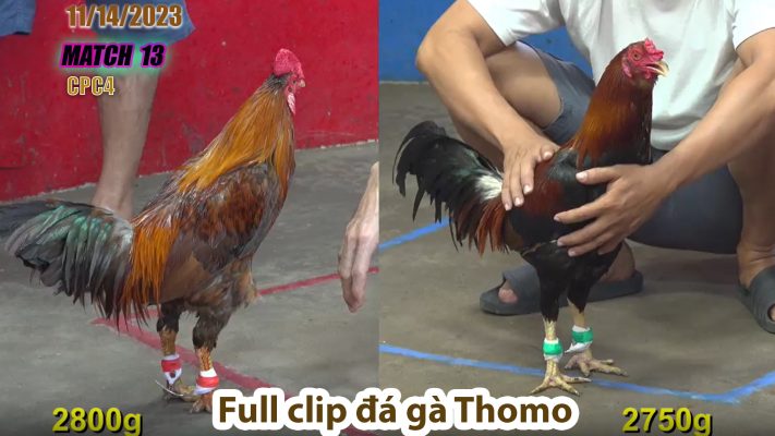 CPC4- TRẬN 13 | đá gà Thomo | 11/14/2023