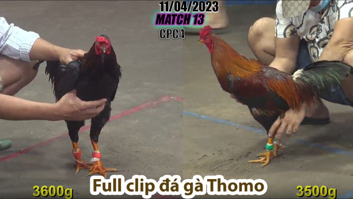 CPC4- TRẬN 13 | đá gà Thomo | 11/04/2023