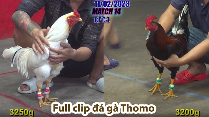 CPC4- TRẬN 14 | đá gà Thomo | 11/02/2023