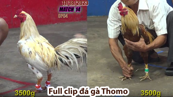 CPC4- TRẬN 14 | đá gà Thomo | 11/18/2023