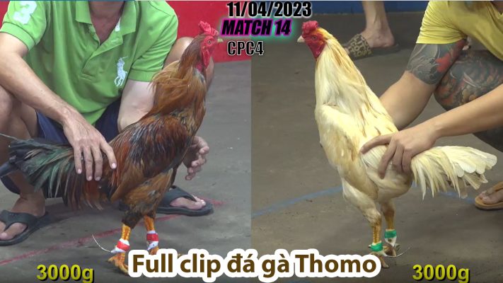 CPC4- TRẬN 14 | đá gà Thomo | 11/04/2023