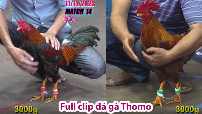 CPC4- TRẬN 14 | đá gà Thomo | 11/11/2023