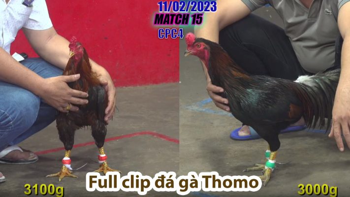 CPC4- TRẬN 15 | đá gà Thomo | 11/02/2023