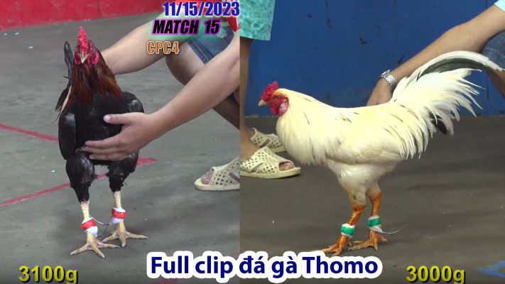 CPC4- TRẬN 15 | đá gà Thomo | 11/15/2023