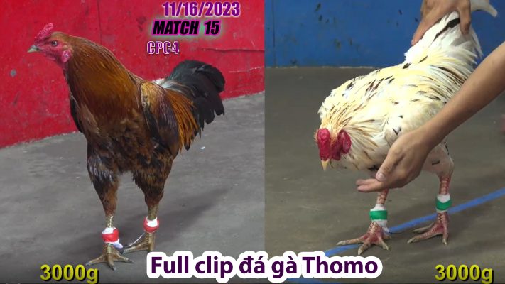 CPC4- TRẬN 15 | đá gà Thomo | 11/16/2023