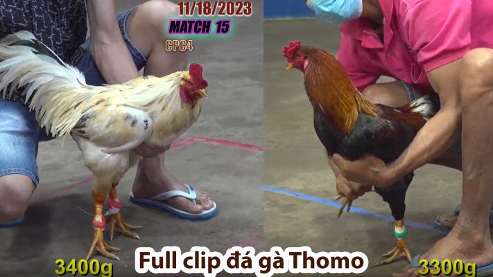 CPC4- TRẬN 15 | đá gà Thomo | 11/18/2023