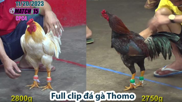 CPC4- TRẬN 15 | đá gà Thomo | 11/20/2023CPC4- TRẬN 15 | đá gà Thomo | 11/20/2023