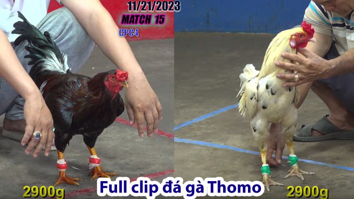 CPC4- TRẬN 15 | đá gà Thomo | 11/21/2023