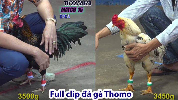 CPC4- TRẬN 15 | đá gà Thomo | 11/22/2023