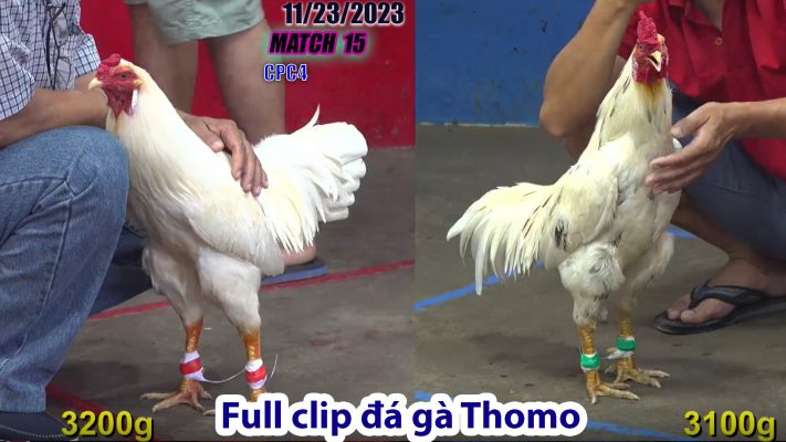 CPC4- TRẬN 15 | đá gà Thomo | 11/23/2023