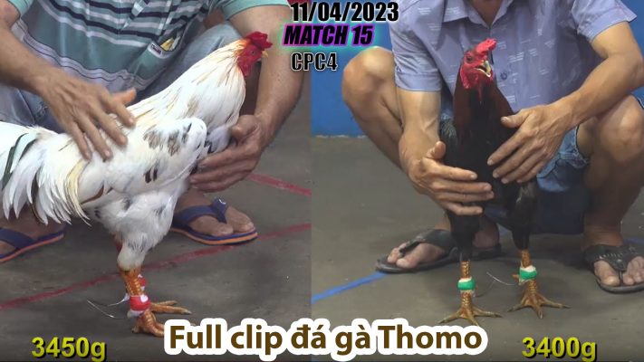 CPC4- TRẬN 15 | đá gà Thomo | 11/04/2023