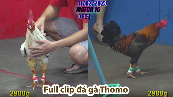 CPC4- TRẬN 16 | đá gà Thomo | 11/02/2023