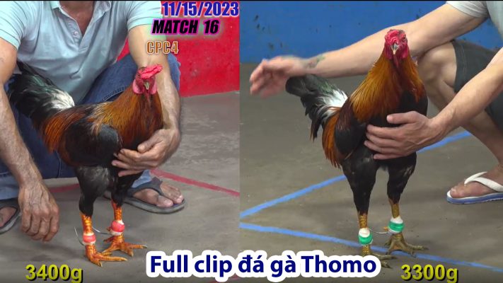 CPC4- TRẬN 16 | đá gà Thomo | 11/15/2023