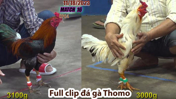 CPC4- TRẬN 16 | đá gà Thomo | 11/18/2023