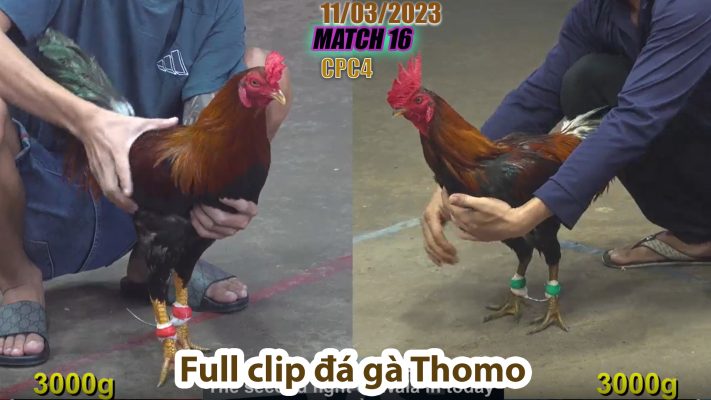 CPC4- TRẬN 16 | đá gà Thomo | 11/03/2023