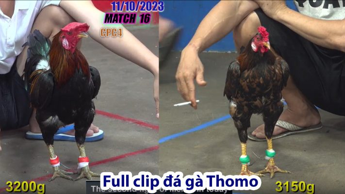 CPC4- TRẬN 16 | đá gà Thomo | 11/10/2023