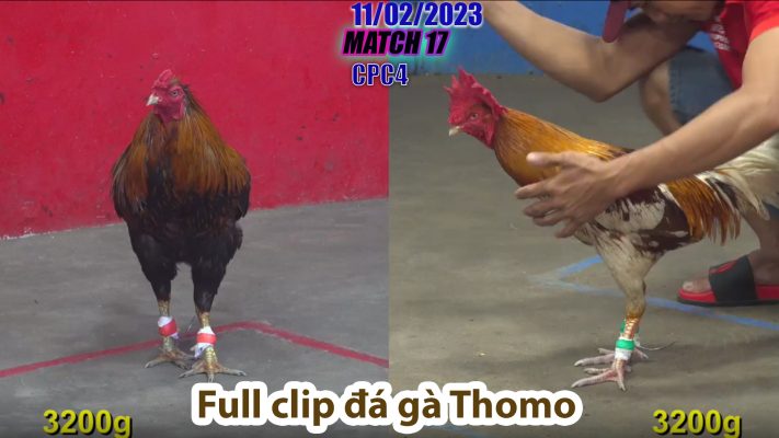 CPC4- TRẬN 17 | đá gà Thomo | 11/02/2023v