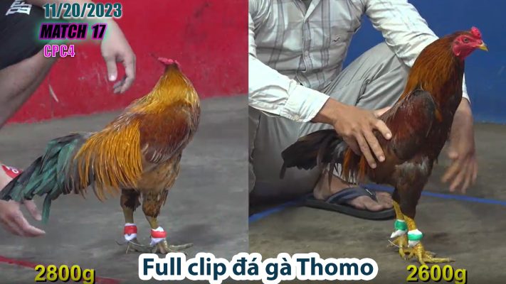 CPC4- TRẬN 17 | đá gà Thomo | 11/20/2023