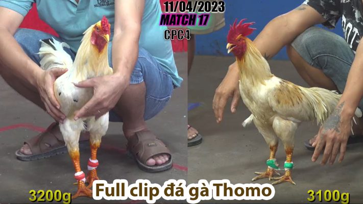 CPC4- TRẬN 17 | đá gà Thomo | 11/04/2023