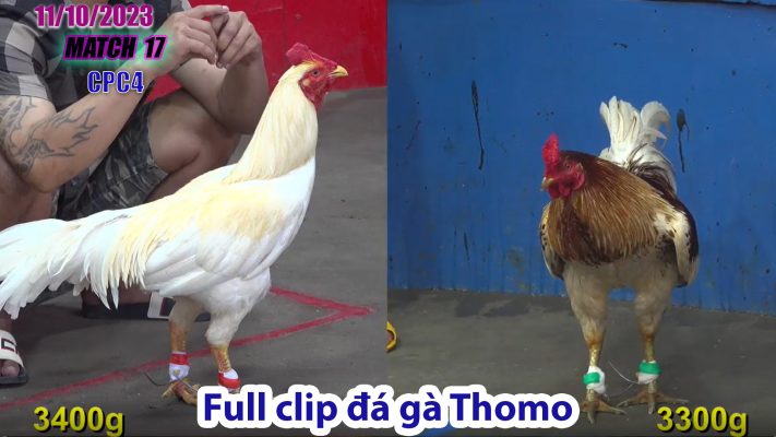 CPC4- TRẬN 17 | đá gà Thomo | 11/10/2023