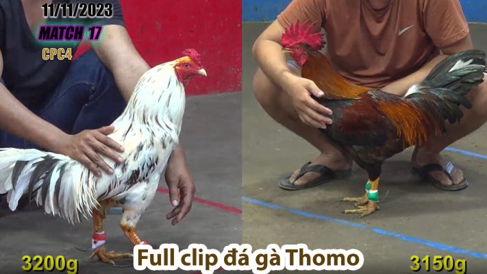 CPC4- TRẬN 17 | đá gà Thomo | 11/11/2023