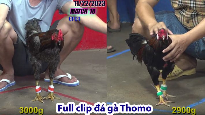 CPC4- TRẬN 18 | đá gà Thomo | 11/22/2023