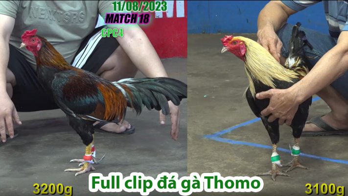 CPC4- TRẬN 18 | đá gà Thomo | 11/08/2023