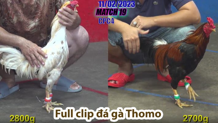 CPC4- TRẬN 19 | đá gà Thomo | 11/02/2023