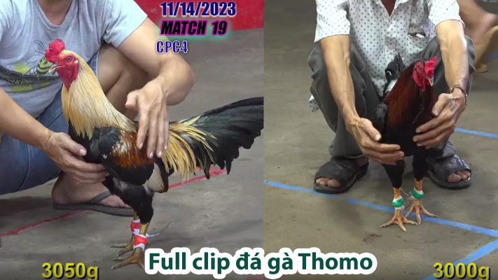 CPC4- TRẬN 19 | đá gà Thomo | 11/14/2023