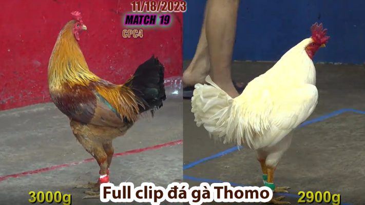 CPC4- TRẬN 19 | đá gà Thomo | 11/18/2023