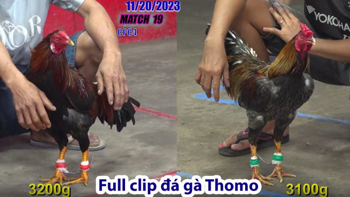 CPC4- TRẬN 19 | đá gà Thomo | 11/20/2023