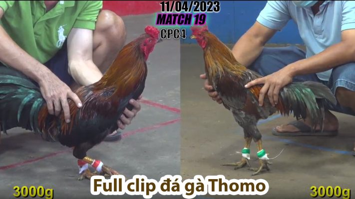 CPC4- TRẬN 19 | đá gà Thomo | 11/04/2023