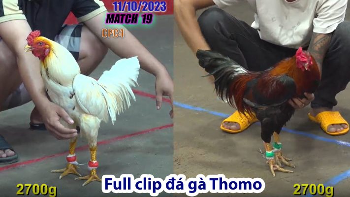 CPC4- TRẬN 19 | đá gà Thomo | 11/10/2023