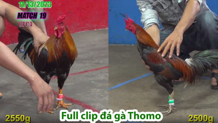 CPC4- TRẬN 19 | đá gà Thomo | 11/13/2023