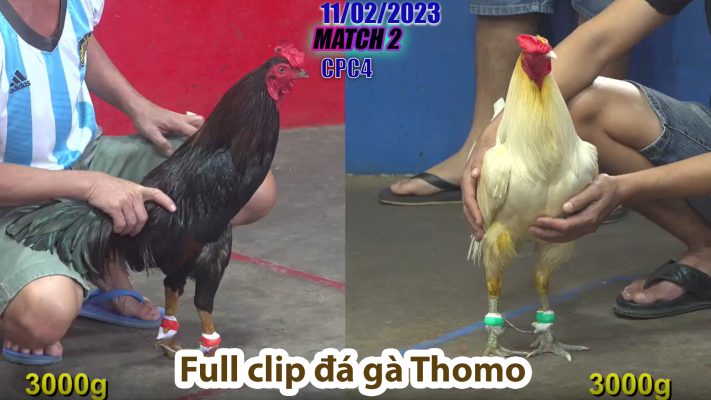 CPC4- TRẬN 2 | đá gà Thomo | 11/02/2023