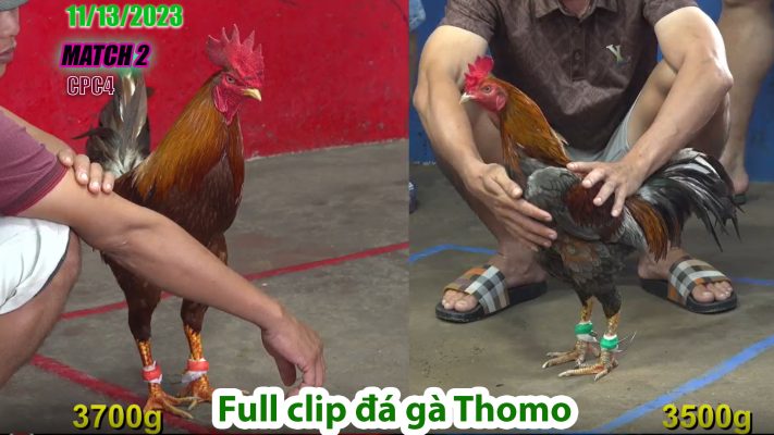 CPC4- TRẬN 2 | đá gà Thomo | 11/13/2023